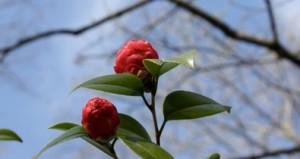 A camelia reaching for the sky.