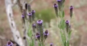 These flowers were growing along the South rim of the Grand Canyon. I thought it was interesting how they were separate yet formed a beautiful whole.