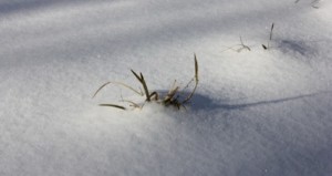 Plants want to grow - why is there snow?